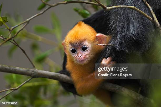 silvered or silver-leaf langur baby aged 1-2 weeks sitting with its mother in a tree - silvered leaf monkey stock pictures, royalty-free photos & images