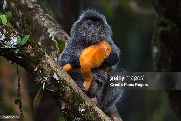 silvered or silver-leaf langur female handling a baby aged 1-2 weeks very roughly - silvered leaf monkey stock pictures, royalty-free photos & images