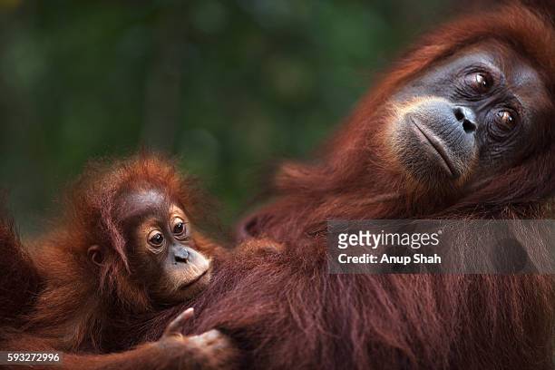 sumatran orangutan female baby 'sandri' aged 1-2 years resting on her mother 'sandra' aged 22 years - sumatran orangutan stock pictures, royalty-free photos & images