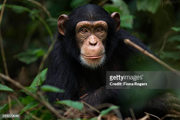 western chimpanzee juvenile female 'joya' aged 6 years playing in vegetation - western chimpanzee stock pictures, royalty-free photos & images