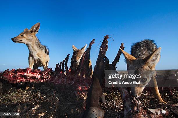 black-backed jackals feeding on a wildebeest carcass - black wildebeest stock pictures, royalty-free photos & images