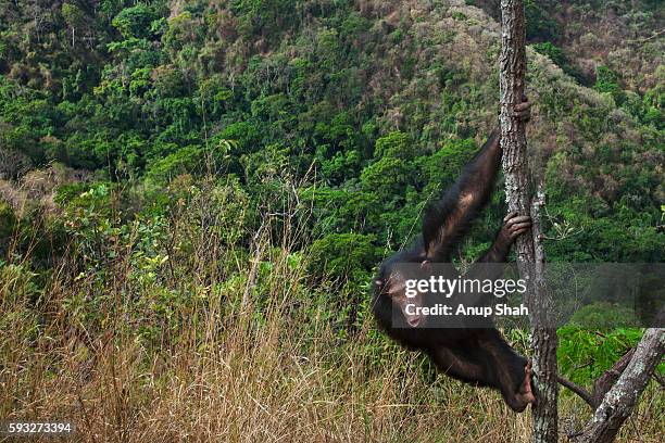 eastern chimpanzee juvenile male 'tarzan' aged 11 years displaying in a tree - chimpanzé photos et images de collection