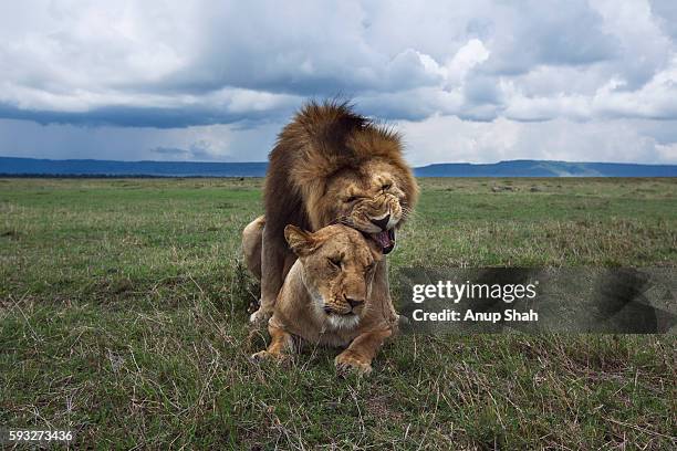 Lions Reproducing Mating Lions Photos and Premium High Res Pictures - Getty Images
