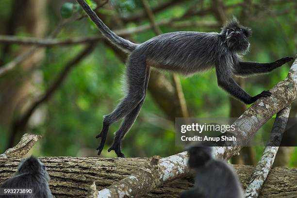 silvered or silver-leaf langur jumping up on a branch - silvered leaf monkey fotografías e imágenes de stock
