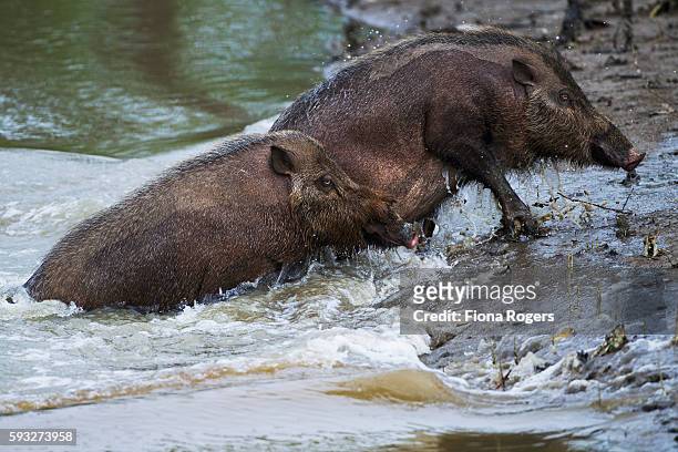 bearded pigs coming out of the river they have just swam across to get to a new feeding area - swam stock pictures, royalty-free photos & images