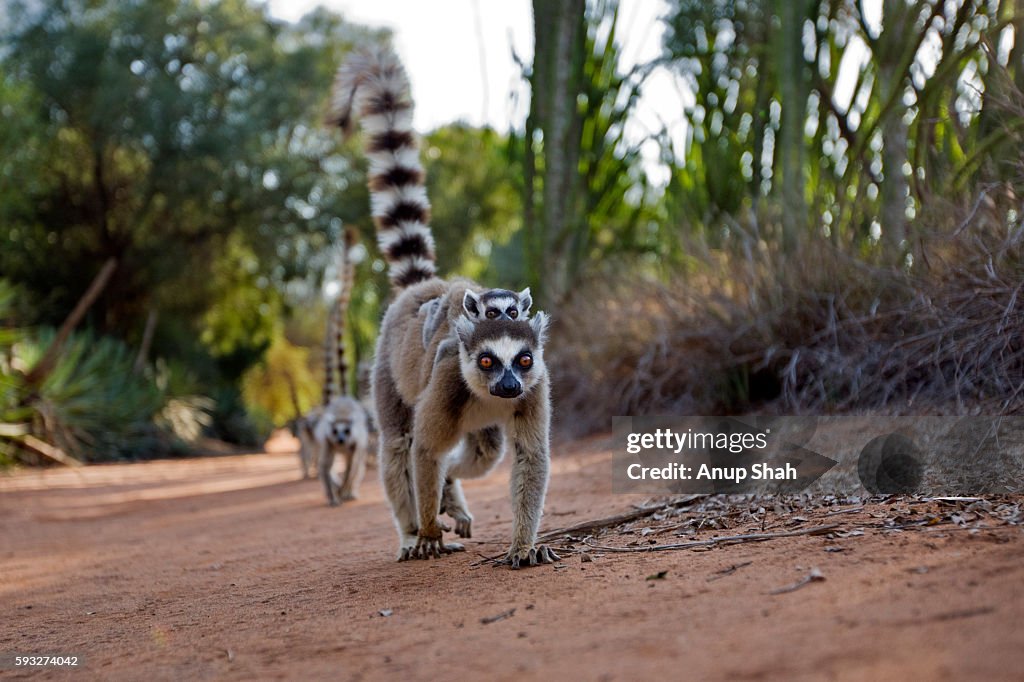 Ring-tailed Lemur female carrying baby on her back walking. Wide angle perspective.