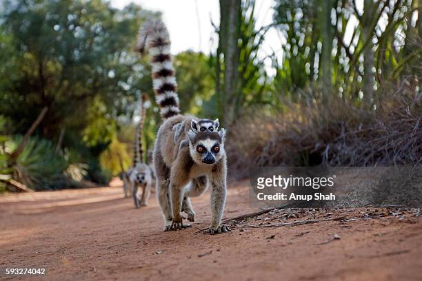 ring-tailed lemur female carrying baby on her back walking. wide angle perspective. - lemur stockfoto's en -beelden