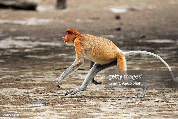 proboscis monkey young male running across the beach at low tide - sarawak state stock pictures, royalty-free photos & images