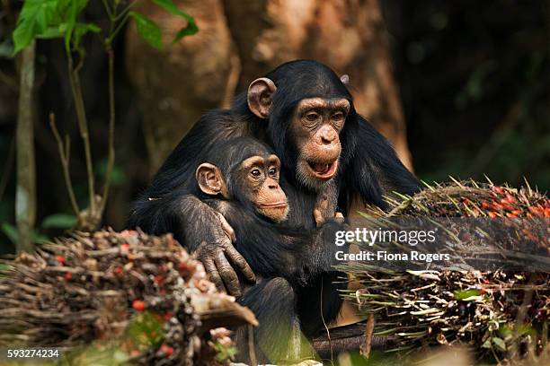 western chimpanzee juvenile female 'joya' aged 6 years hugging infant male 'flanle' aged 3 years - western chimpanzee stock pictures, royalty-free photos & images