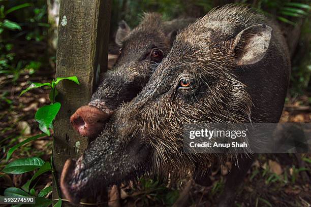 bearded pigs approaching inquisitively - bearded pig stock-fotos und bilder