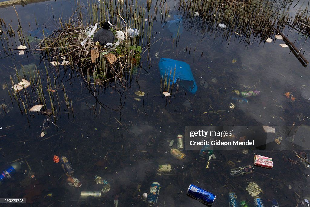 UK - London - Tower Hamlets - Nesting duck amidst pollution