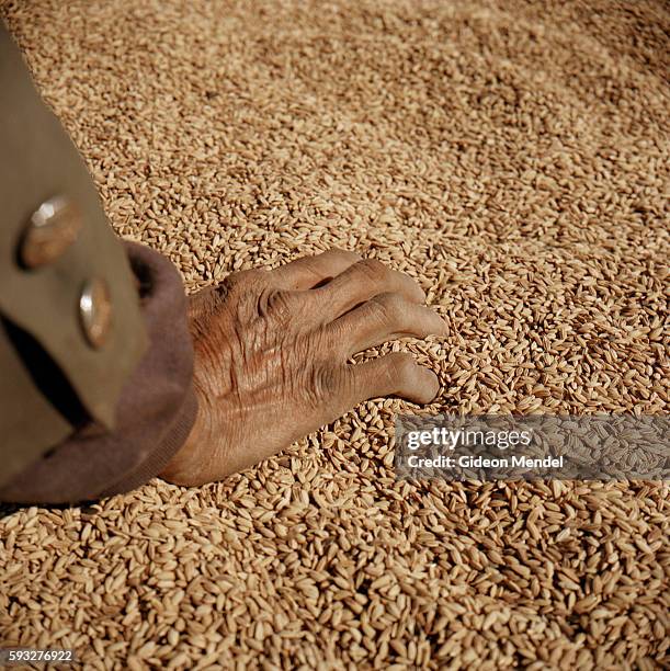 The hand of Lo-cheu as he winnows his crop of rice on the balcony of his traditional Akha house in the Ban Nam Sa Akha village high up on a mountain...