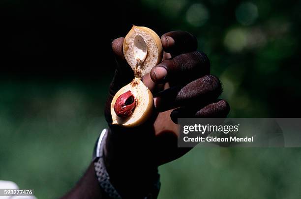 Nutmeg Fruit on Zanzibar