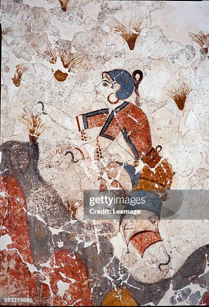 Women picking saffron. Detail of a fresco from the lustral basin in Xeste 3 at Akrotiri , Santorini. 244 x2 66 cm. 16th century BC. Collection of...