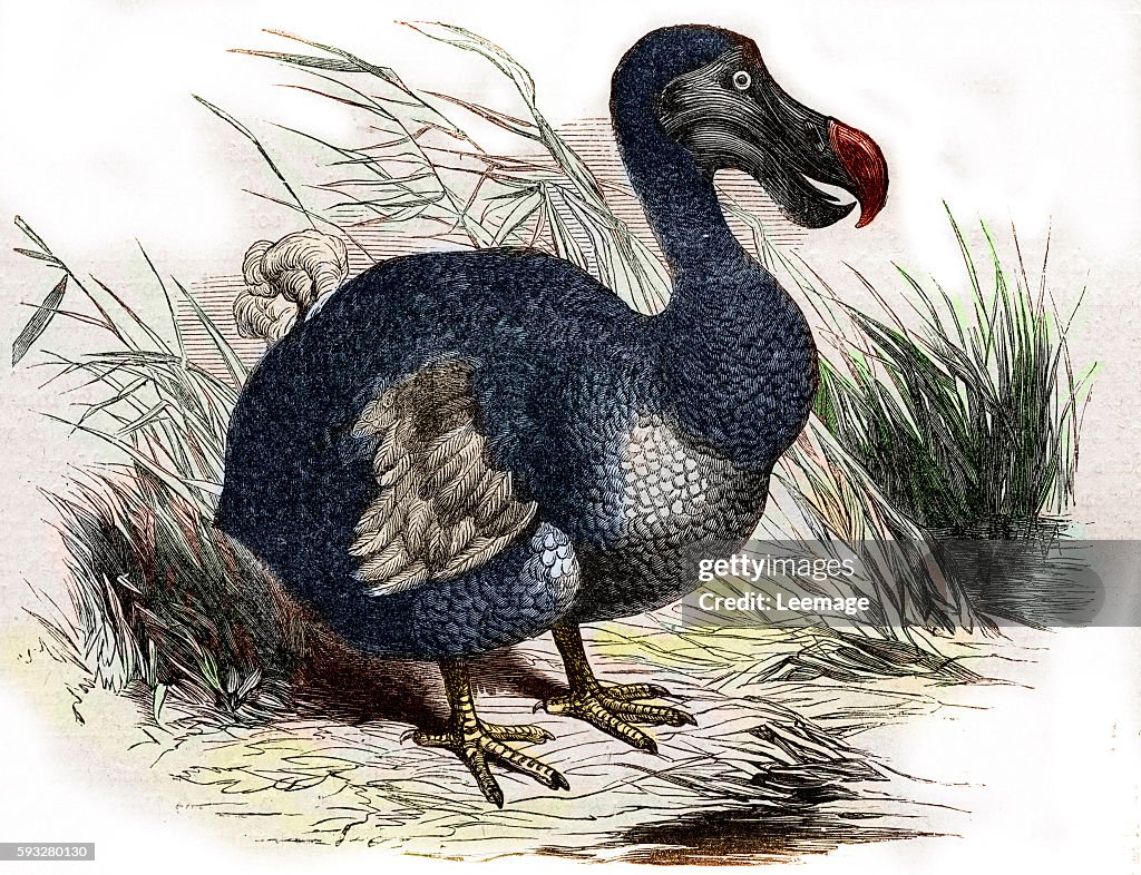 Dodo Def Dodo, Raphus cucullatus, Didus ineptus, extinct flightless bird ...