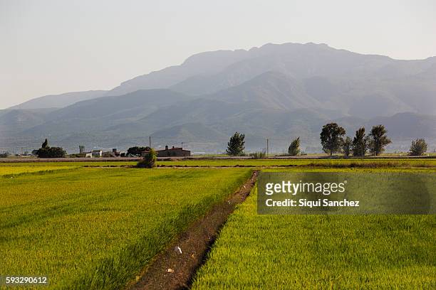 rice fields. delta of ebro river. - ebro river stock pictures, royalty-free photos & images