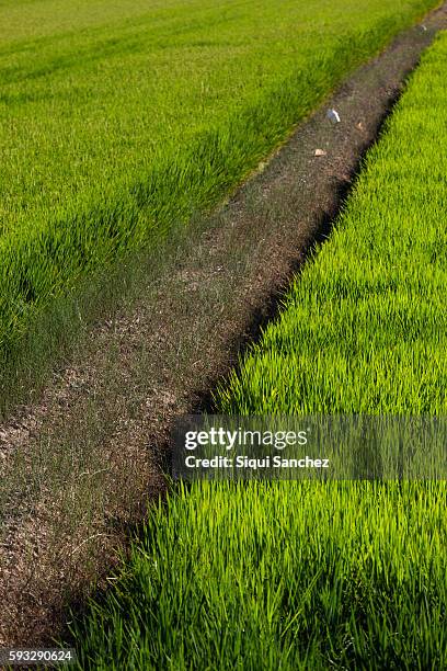 rice fields. delta of ebro river. - delta ebro fotografías e imágenes de stock