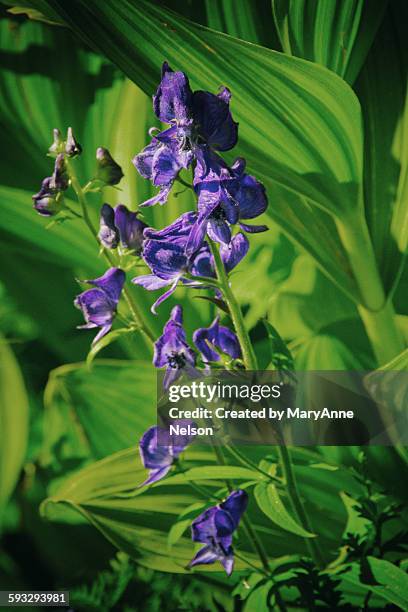monks hood wildflowers - aconitum carmichaelii stock pictures, royalty-free photos & images