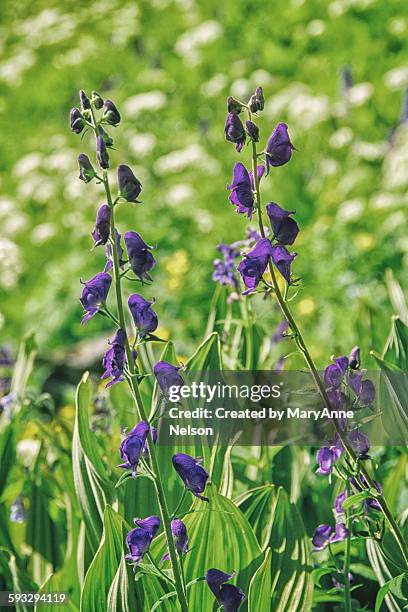 purple monks hood wildflowers - aconitum carmichaelii stock pictures, royalty-free photos & images