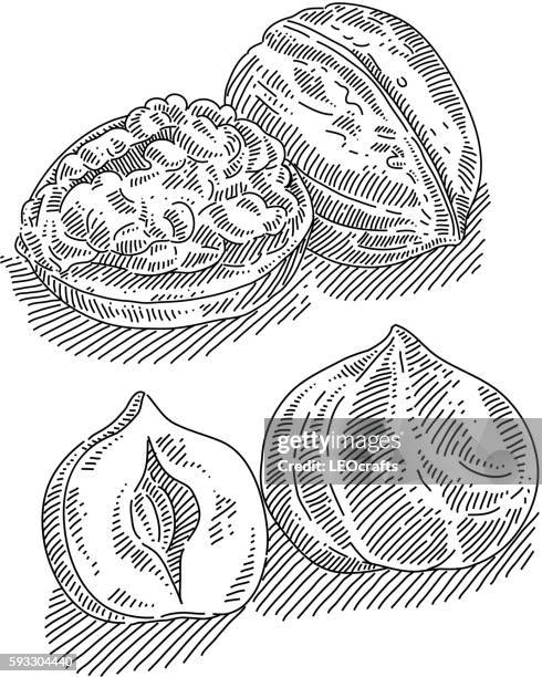 walnut and filbert drawing - hazelnuts stock illustrations