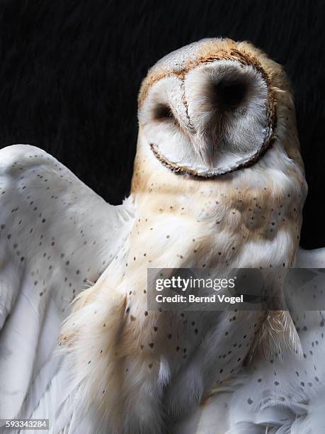barn owl - preserved stock pictures, royalty-free photos & images