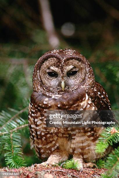 Spotted Owl Perched in Tree