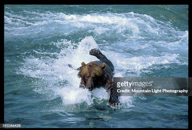 Brown Bear Swims in McNeil River