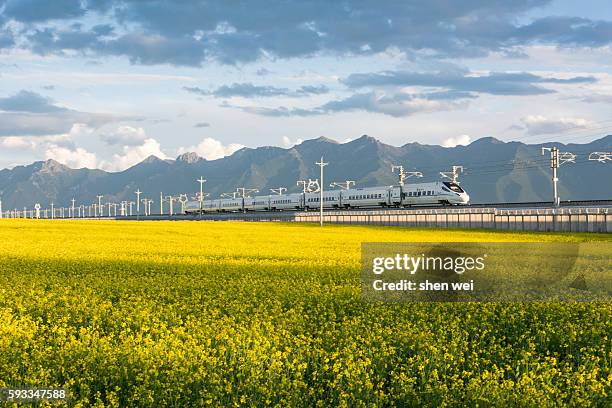 high-speed train crossing over from canola flower field - schnellzug stock-fotos und bilder