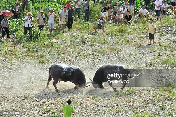 Two bulls fight in a contest during the Chixin Festival on August 21, 2016 in Kaili City, Qiandongnan Miao and Dong Autonomous Prefecture, Guizhou...