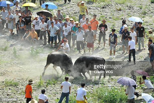 Two bulls fight in a contest during the Chixin Festival on August 21, 2016 in Kaili City, Qiandongnan Miao and Dong Autonomous Prefecture, Guizhou...