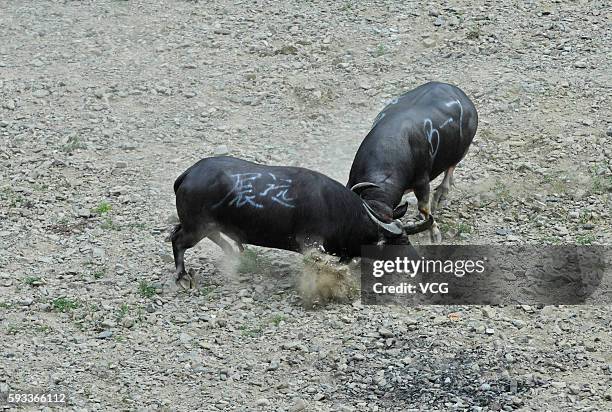 Two bulls fight in a contest during the Chixin Festival on August 21, 2016 in Kaili City, Qiandongnan Miao and Dong Autonomous Prefecture, Guizhou...