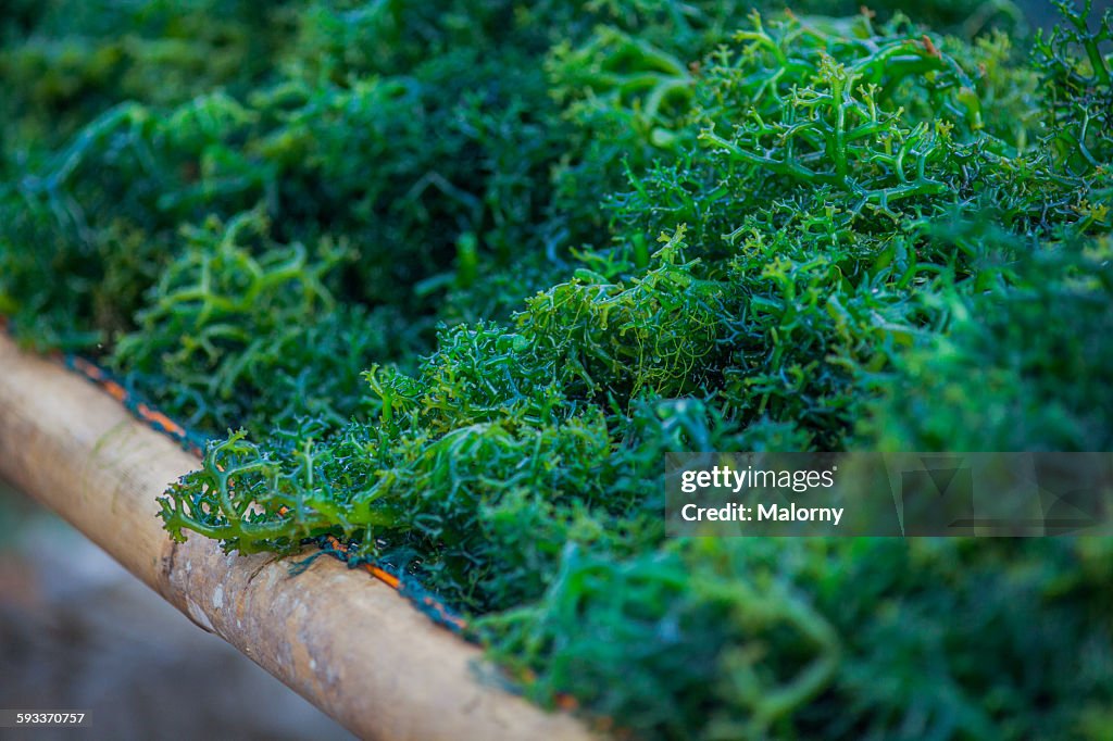 Freshly harvested seaweed