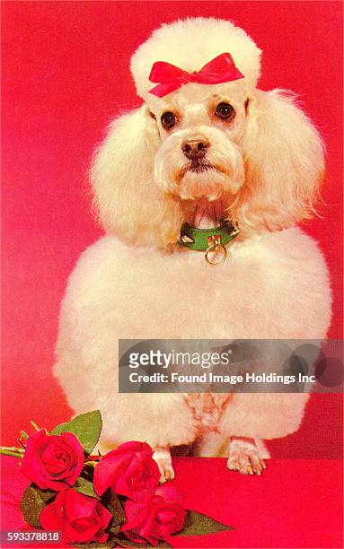 Vintage photograph of a well-groomed white poodle wearing a red bow with red roses, 1940s.