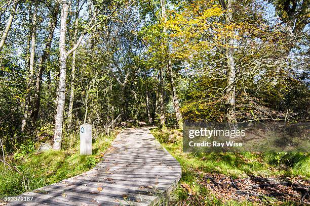 boardwalk into sunlit trees - llanfairpwllgwyngyllgogerychwyrndrobwllllantysiliogogogoch stock pictures, royalty-free photos & images