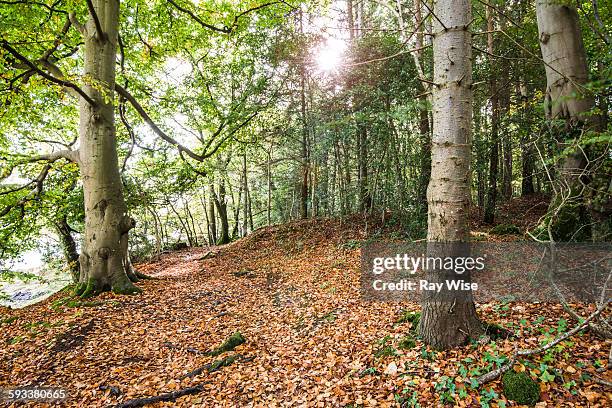 autumnal woodland walk - llanfairpwllgwyngyllgogerychwyrndrobwllllantysiliogogogoch stock pictures, royalty-free photos & images