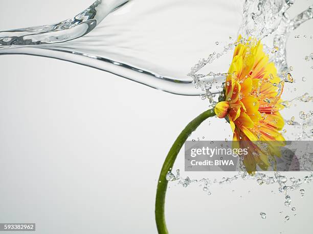 water splashing daisy - bending - fotografias e filmes do acervo