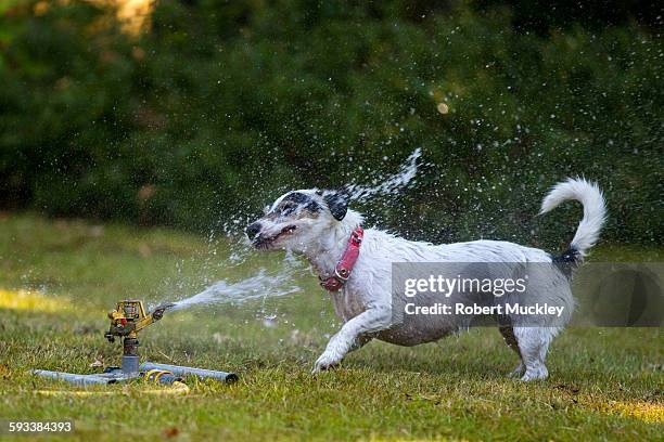 soaked dottie - sprinkler stock pictures, royalty-free photos & images