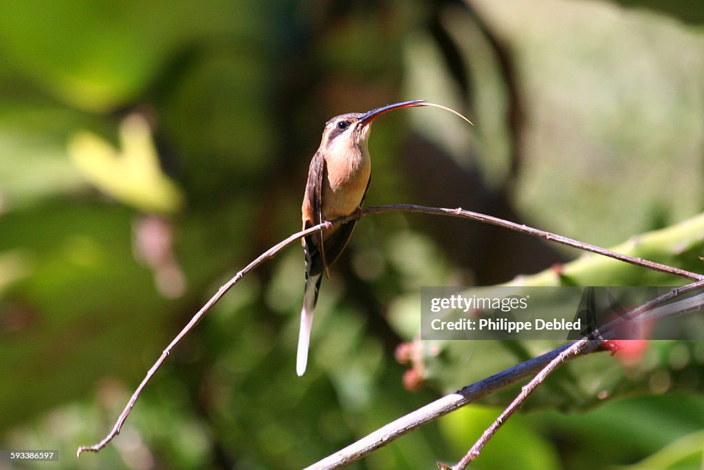 Planalto Hermit Hummingbird sticks out its tongue