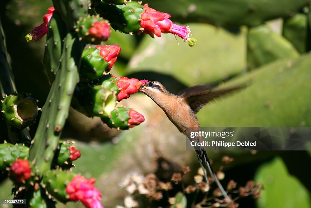Planalto Hermit Hummingbird on a cactus flower