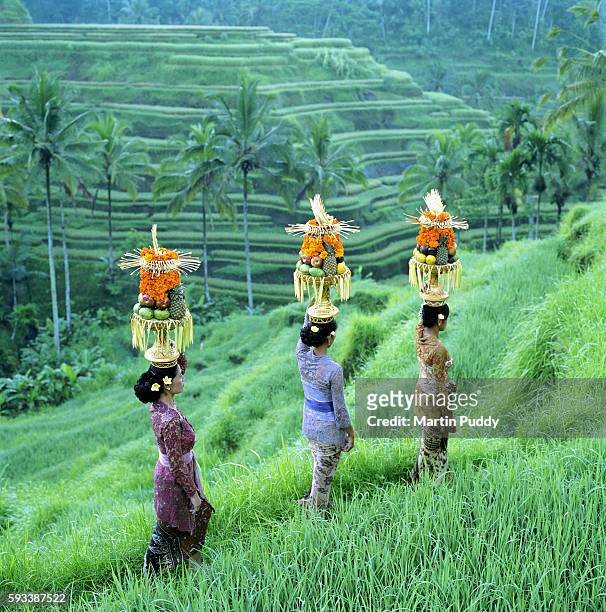 women wearing traditional dress carrying offerings - balinese culture stock pictures, royalty-free photos & images