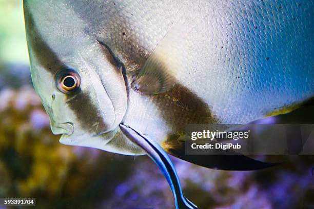 orbicular batfish and bluestreak cleaner wrasse - cleaner wrasse bildbanksfoton och bilder