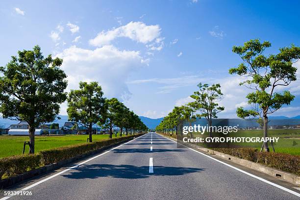 road lined with trees. yasu, shiga prefecture, japan - préfecture de shiga photos et images de collection