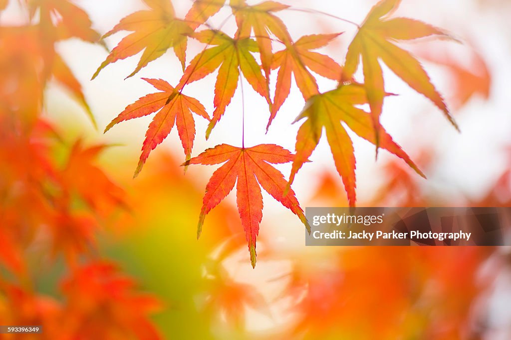 Acer Palmatum Autumn Leaves