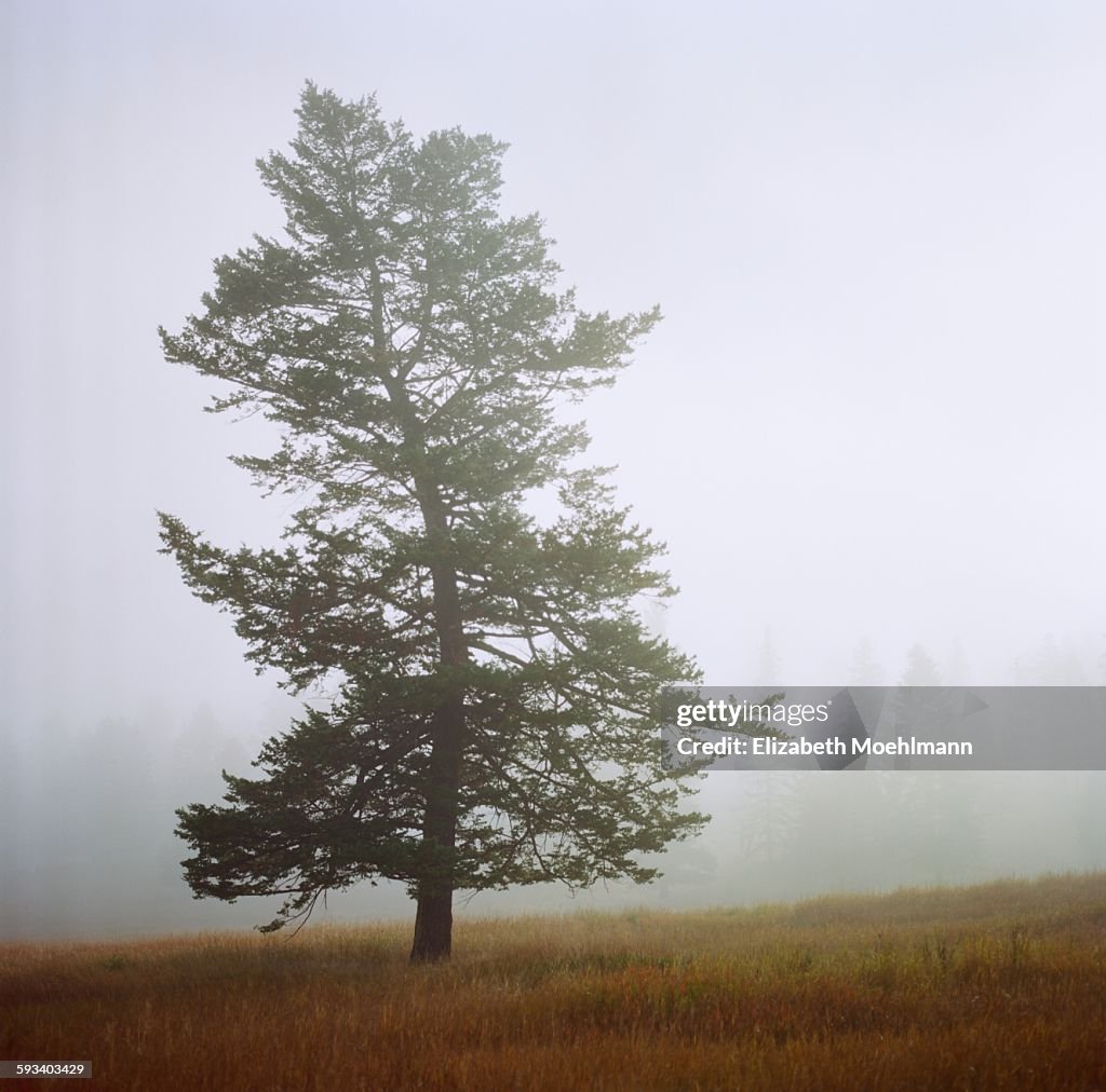 One tree rises up into the fog