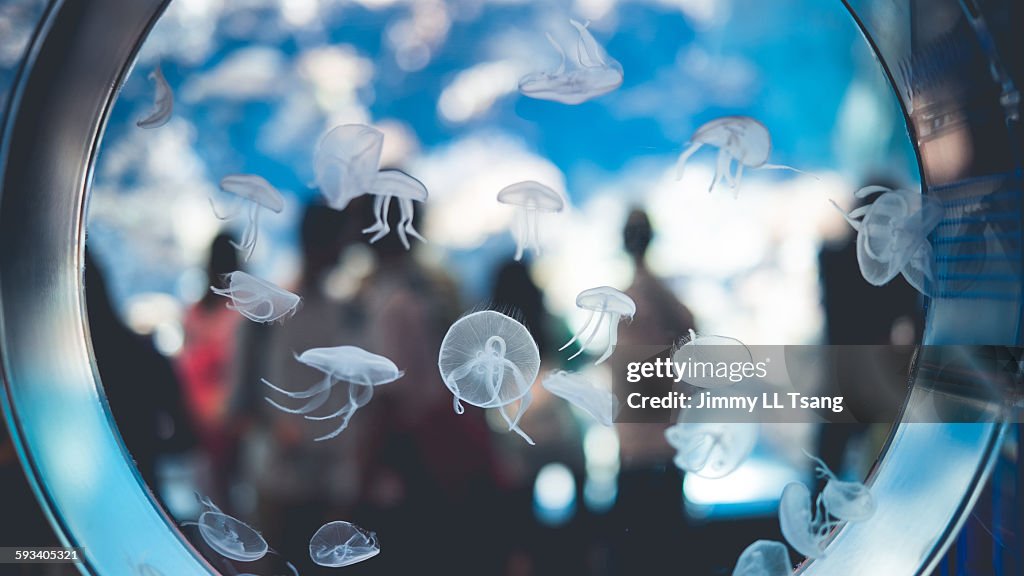 People focus on the jellyfish