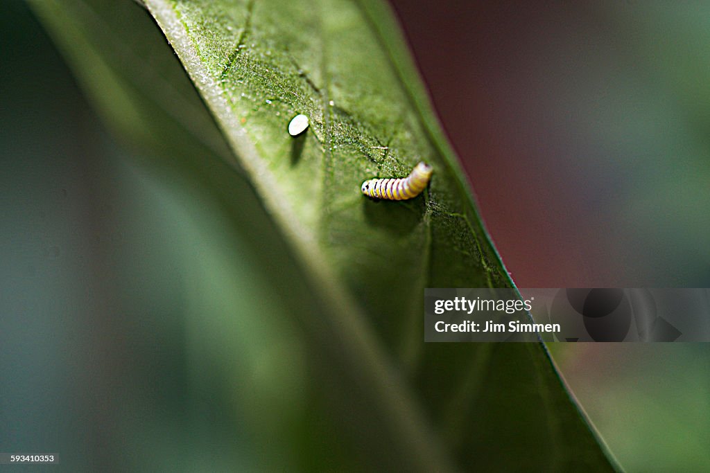 Monarch egg and first molt Caterpillar