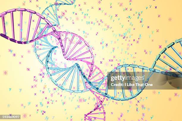 ilustrações, clipart, desenhos animados e ícones de dna strands depicting gender choice chromosomes - cromossoma