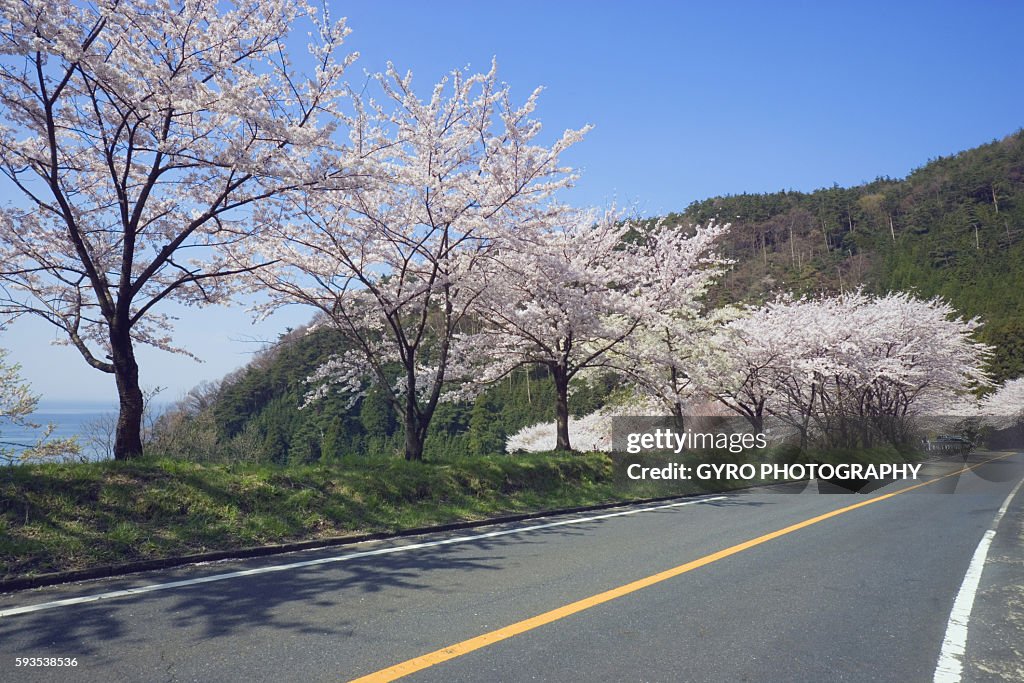 Cherry tree lined road, Nishiazai-machi, Shiga Prefecture, Japan