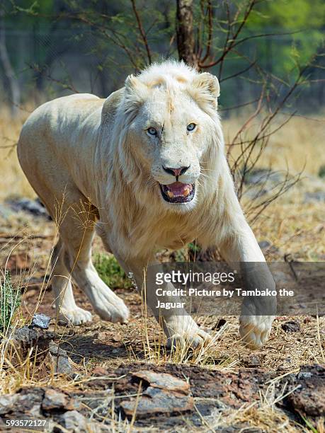 happy running white lion - leão branco - fotografias e filmes do acervo