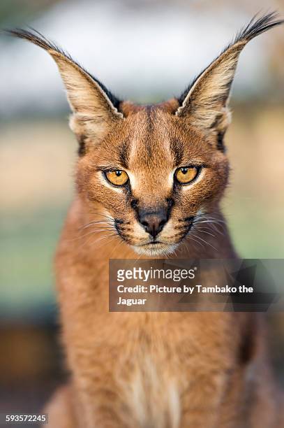 portrait of a serious caracal - caracal stock pictures, royalty-free photos & images